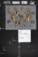 Russula foetens image
