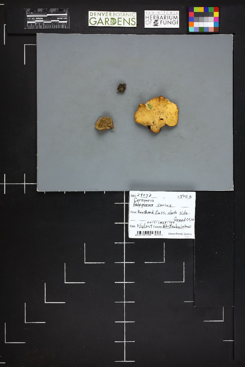 Cerioporus varius image
