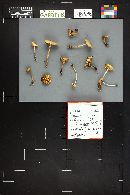 Marasmius oreades image