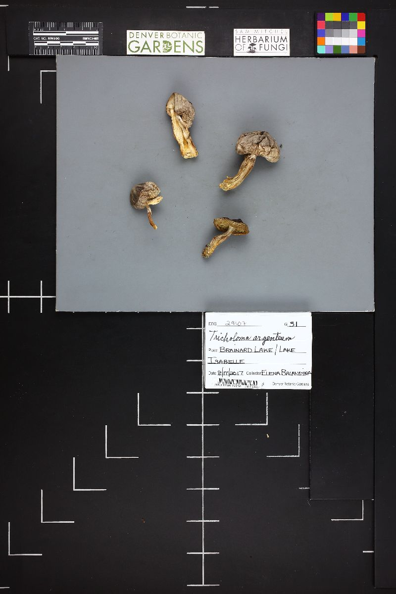 Tricholoma argenteum image
