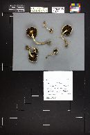 Stropharia riparia image