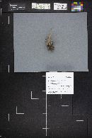 Alloclavaria purpurea image