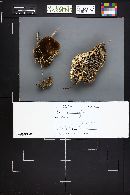 Coriolopsis gallica image