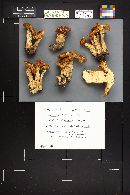 Armillaria solidipes image