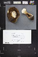 Boletus mottiae image