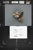 Trichaptum abietinum image