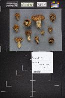Russula fragrantissima image
