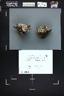 Hydnellum caeruleum image
