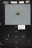 Tricholomopsis rutilans image