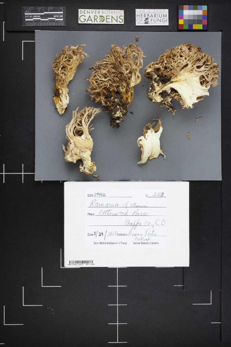 Ramaria strasseri image