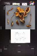 Pholiota squarrosa image