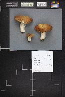 Russula decolorans image