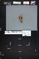 Tricholomopsis decora image