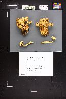 Pholiota squarrosa image