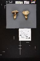 Agaricus bernardii image