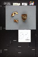 Armillaria gallica image