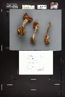 Armillaria gallica image