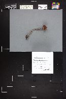 Laccaria longipes image