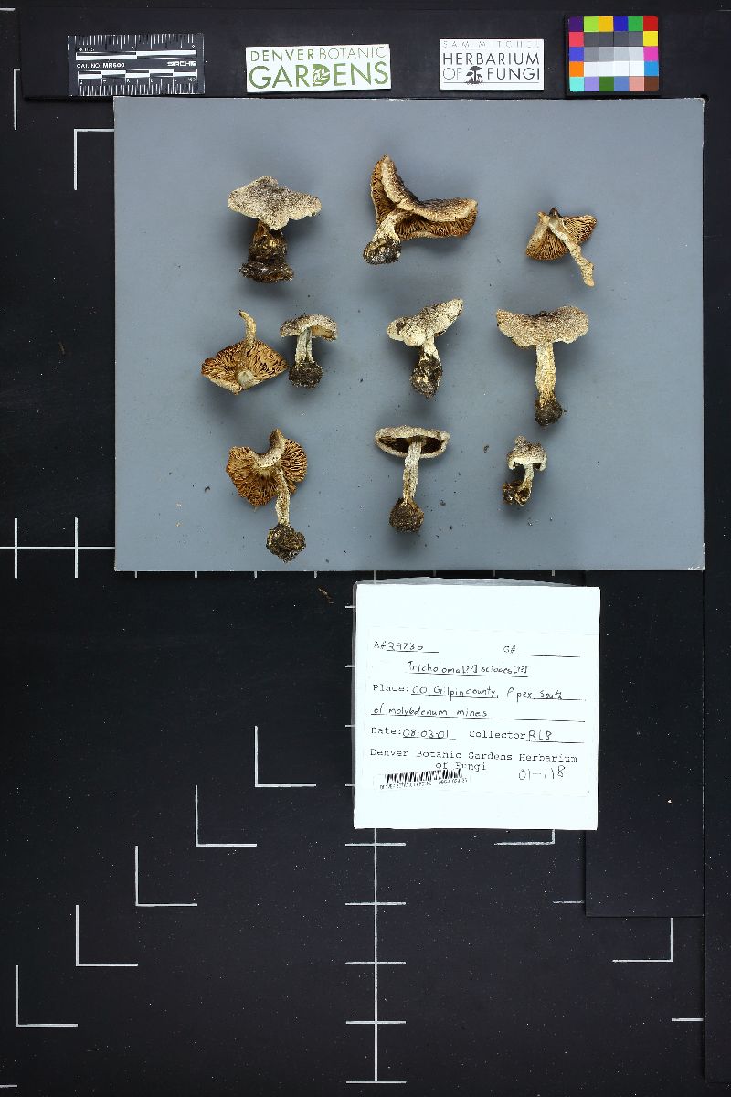 Tricholoma sciodes image