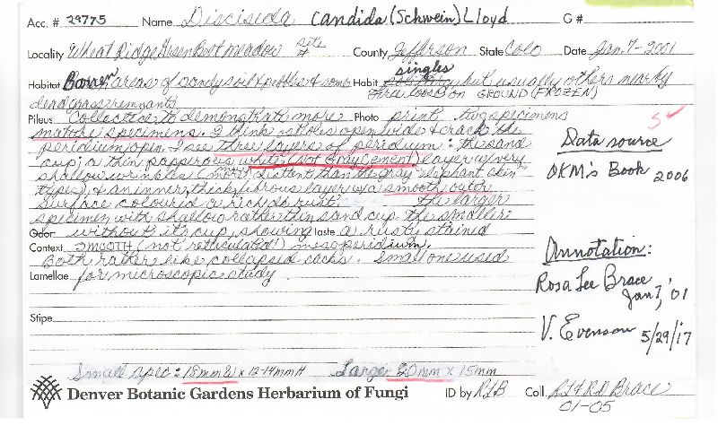 Disciseda candida image