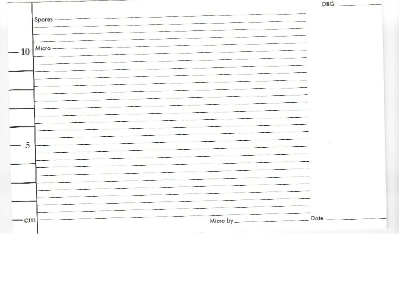 Disciseda bovista image