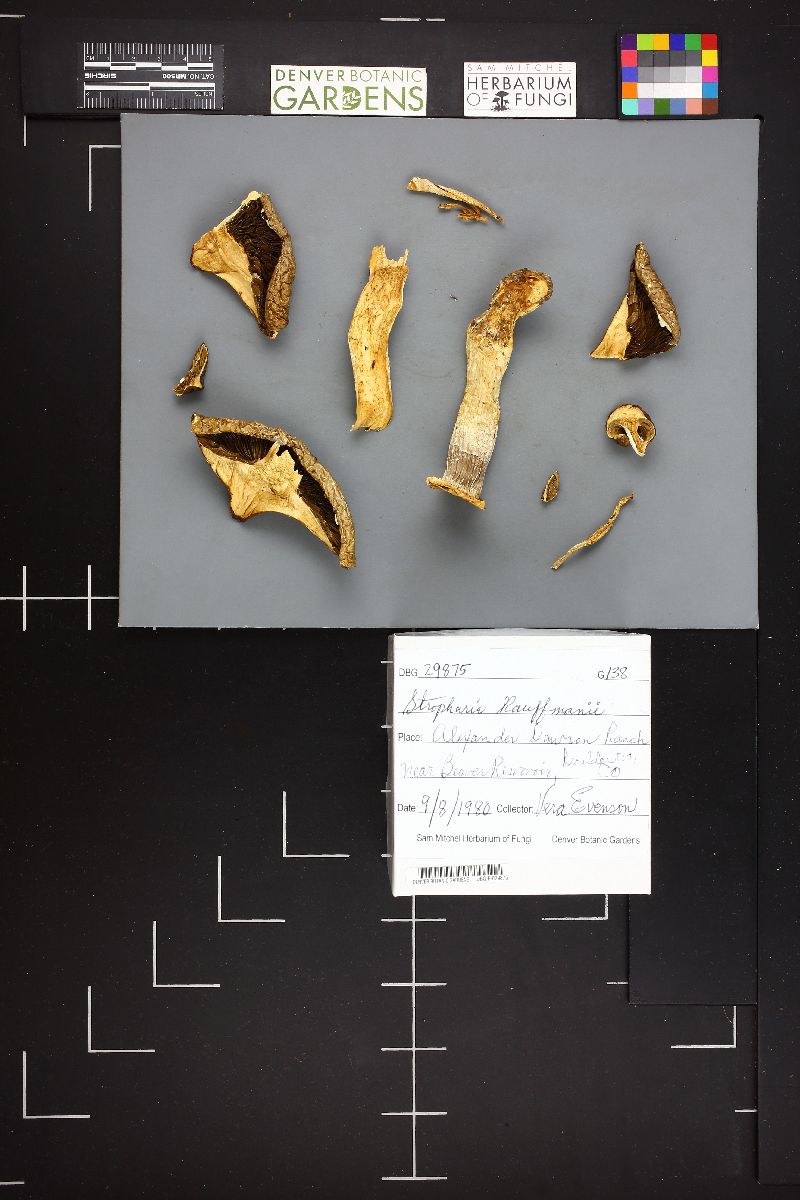Stropharia kauffmanii image