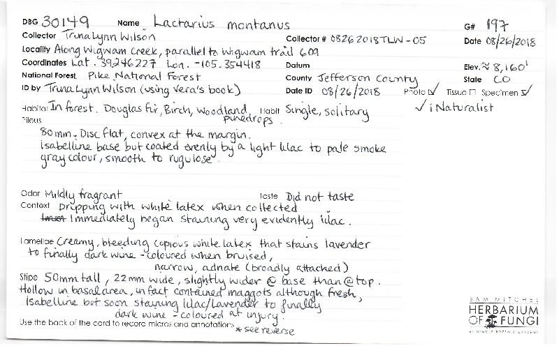 Lactarius montanus image