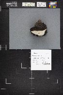 Fomitopsis rosea image