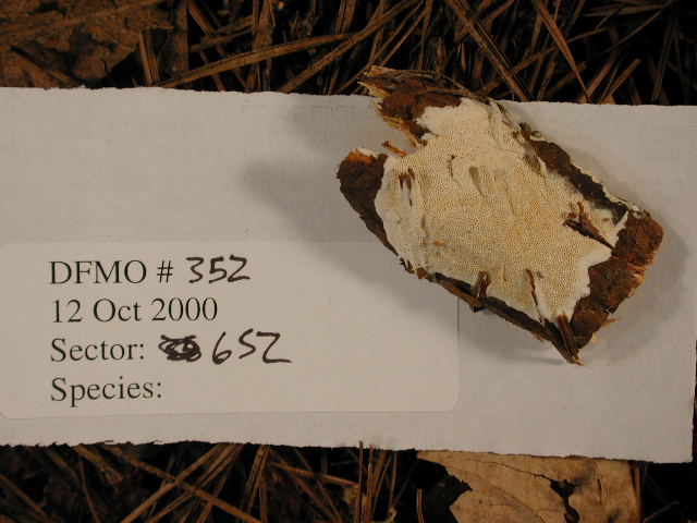Perenniporia subacida image