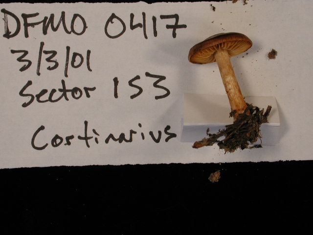 Dermocybe austroveneta image