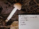Rhodocollybia maculata image