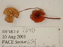 Marasmius sullivantii image