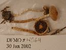 Hypholoma udum image