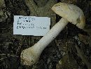 Amanita roseotincta image