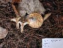 Lactarius chrysorrheus image