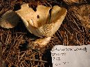 Lactarius scrobiculatus image