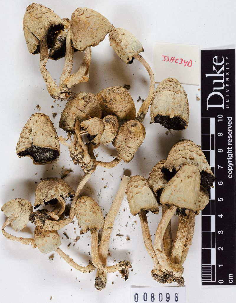 Coprinus americanus image