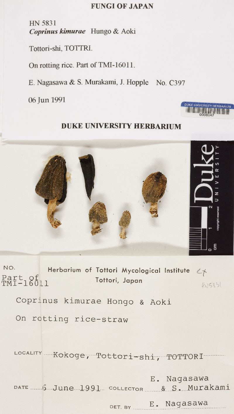 Coprinopsis kimurae image
