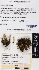 Xylaria polymorpha image