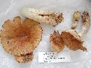 Russula foetens image