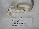 Russula variata image