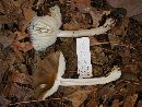 Megacollybia platyphylla image