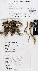 Craterellus fallax image