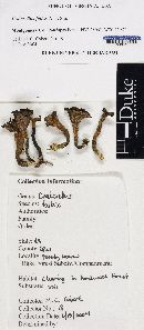 Craterellus fallax image