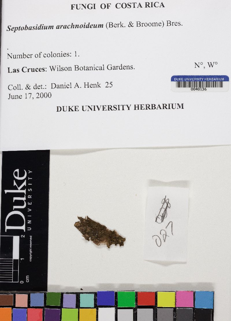 Septobasidium arachnoideum image
