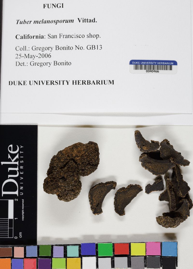 Tuber melanosporum image