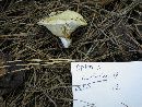 Lactarius scrobiculatus image