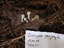 Inocybe geophylla image