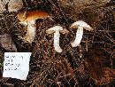 Cortinarius mucosus image