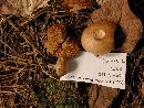 Suillus cothurnatus image